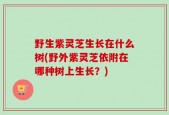 野生紫灵芝生长在什么树(野外紫灵芝依附在哪种树上生长？)
