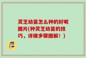 灵芝幼苗怎么种的好呢图片(种灵芝幼苗的技巧，详细步骤图解！)