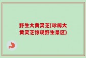 野生大黄灵芝(珍稀大黄灵芝惊现野生景区)