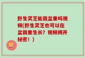 野生灵芝能栽盆里吗视频(野生灵芝也可以在盆栽里生长？视频揭开秘密！)