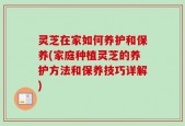 灵芝在家如何养护和保养(家庭种植灵芝的养护方法和保养技巧详解)