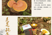 秋季养生，灵芝孢子粉品牌哪个好？
