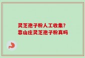 灵芝孢子粉人工收集？靠山庄灵芝孢子粉真吗