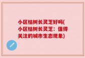 小区枯树长灵芝好吗(小区枯树长灵芝：值得关注的城市生态现象)