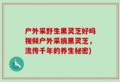 户外采野生黑灵芝好吗视频户外采摘黑灵芝，流传千年的养生秘密)