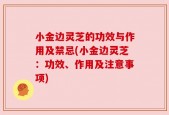 小金边灵芝的功效与作用及禁忌(小金边灵芝：功效、作用及注意事项)