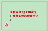 无脚赤灵芝(无脚灵芝：神奇天然药材重生记)