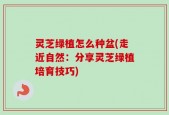 灵芝绿植怎么种盆(走近自然：分享灵芝绿植培育技巧)