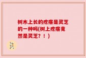 树木上长的疙瘩是灵芝的一种吗(树上疙瘩竟然是灵芝？！)