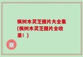枫树木灵芝图片大全集(枫树木灵芝图片全收录！)