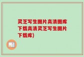 灵芝写生图片高清图库下载高清灵芝写生图片下载库)