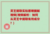 灵芝提取实验原理图解视频(视频解析：如何从灵芝中提取有效成分？)
