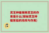 灵芝种植视频灵芝的作用是什么(探秘灵芝种植背后的功效与作用)
