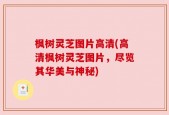 枫树灵芝图片高清(高清枫树灵芝图片，尽览其华美与神秘)