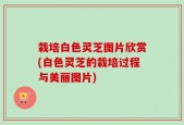 栽培白色灵芝图片欣赏(白色灵芝的栽培过程与美丽图片)