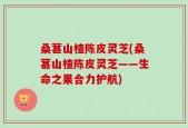 桑葚山楂陈皮灵芝(桑葚山楂陈皮灵芝——生命之果合力护航)