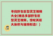 寻找野生巨型灵芝视频大全(精选多部野生巨型灵芝视频，惊叹其巨大体积与独特形态！)