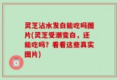 灵芝沾水发白能吃吗图片(灵芝受潮变白，还能吃吗？看看这些真实图片)