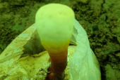 灵芝孢子粉哪个品牌的比较好？这样挑选才对！