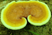 灵芝孢子粉的功效有哪些？关键时刻能救你命！