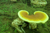 哪些人不能吃灵芝孢子粉？这四类人群需注意