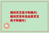 国琼灵芝孢子粉图片(国琼灵发布高品质灵芝孢子粉图片)