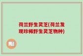 荷兰野生灵芝(荷兰发现珍稀野生灵芝物种)