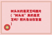 树头长的是灵芝吗图片(“树头长”真的是灵芝吗？照片告诉你答案)
