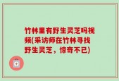 竹林里有野生灵芝吗视频(采访师在竹林寻找野生灵芝，惊奇不已)