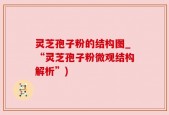 灵芝孢子粉的结构图_“灵芝孢子粉微观结构解析”)