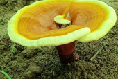 灵芝和灵芝孢子粉的区别，终于搞明白了！
