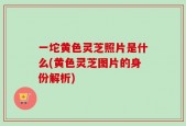 一坨黄色灵芝照片是什么(黄色灵芝图片的身份解析)