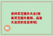 条种灵芝图片大全(精美灵芝图片集锦，品鉴大自然的生态奇观)