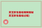灵芝野生栽培视频探秘灵芝野生栽培过程)