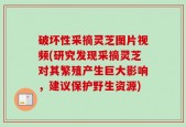 破坏性采摘灵芝图片视频(研究发现采摘灵芝对其繁殖产生巨大影响，建议保护野生资源)