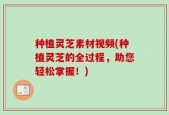 种植灵芝素材视频(种植灵芝的全过程，助您轻松掌握！)