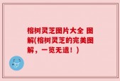 榕树灵芝图片大全 图解(榕树灵芝的完美图解，一览无遗！)