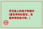 灵芝面上的孢子粉图片(重生界的红枫芝，有着神奇的孢子粉。)