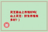 灵芝菌山上养殖好吗(山上灵芝：野生养殖有多好？)