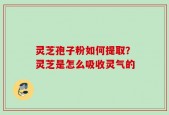 灵芝孢子粉如何提取？灵芝是怎么吸收灵气的