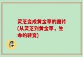 灵芝变成黄金草的图片(从灵芝到黄金草，生命的转变)