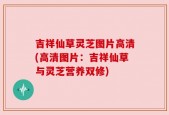 吉祥仙草灵芝图片高清(高清图片：吉祥仙草与灵芝营养双修)