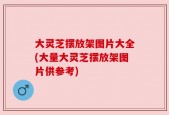 大灵芝摆放架图片大全(大量大灵芝摆放架图片供参考)