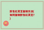 野生红灵芝鉴别方法(如何鉴别野生红灵芝？)