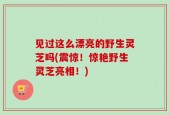 见过这么漂亮的野生灵芝吗(震惊！惊艳野生灵芝亮相！)
