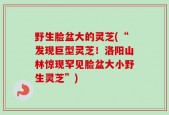 野生脸盆大的灵芝(“发现巨型灵芝！洛阳山林惊现罕见脸盆大小野生灵芝”)