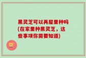 黑灵芝可以再屋里种吗(在家里种黑灵芝，这些事项你需要知道)