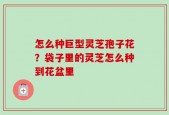 怎么种巨型灵芝孢子花？袋子里的灵芝怎么种到花盆里