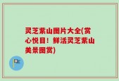 灵芝紫山图片大全(赏心悦目！鲜活灵芝紫山美景图赏)