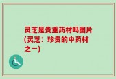灵芝是贵重药材吗图片(灵芝：珍贵的中药材之一)